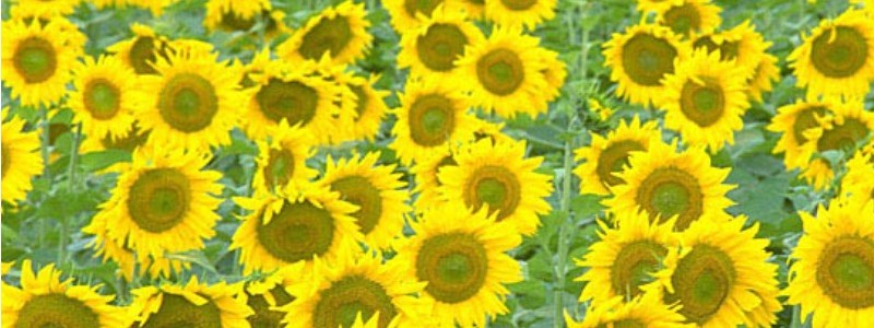 �����̂��߂́u���q�̂��܂���T�v���@�S�{�t�_�v���T�C�g